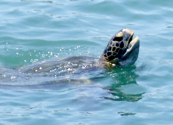 Orange County California Seal. A sea turtle of the San