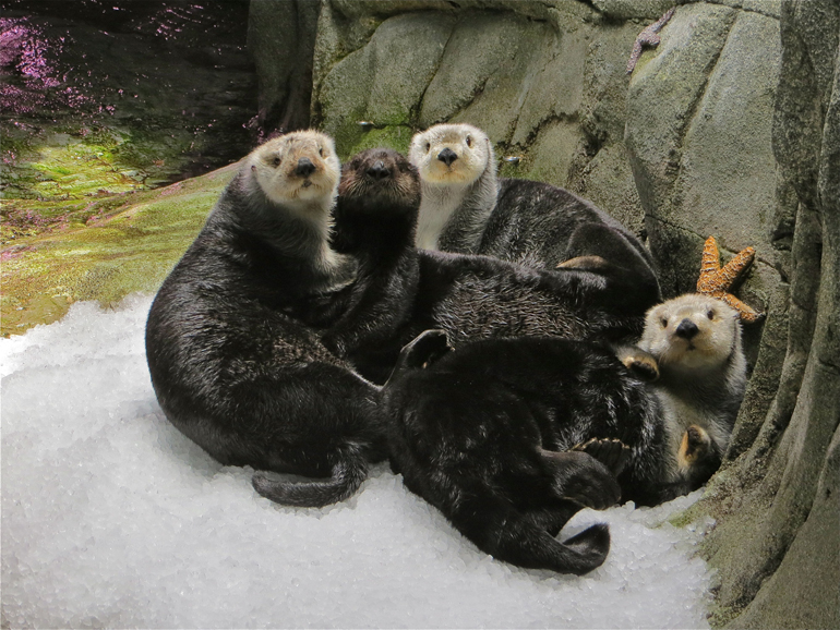four_otters_looking.jpg