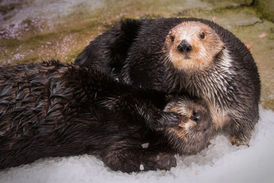 Otters playing in the ice