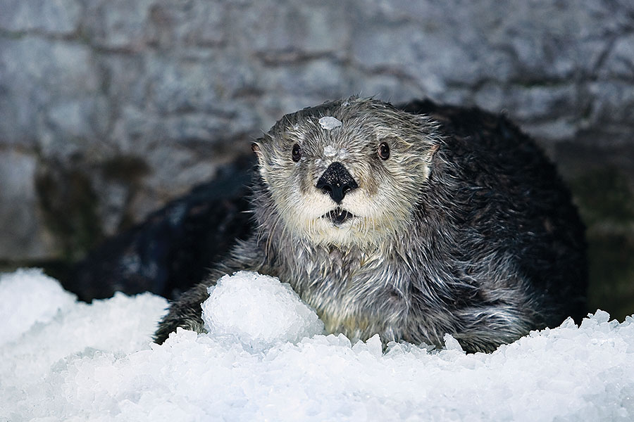 Sea otter sitting on ice