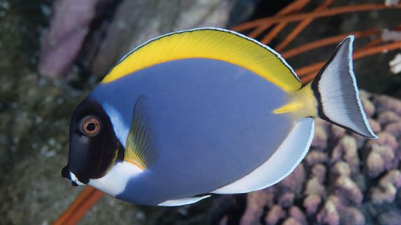 Aquarium Of The Pacific | Online Learning Center | Powder Blue Tang