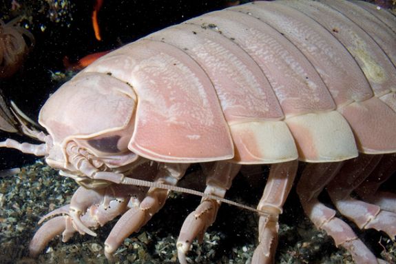 Aquarium of the Pacific | Online Learning Center | Giant Isopod