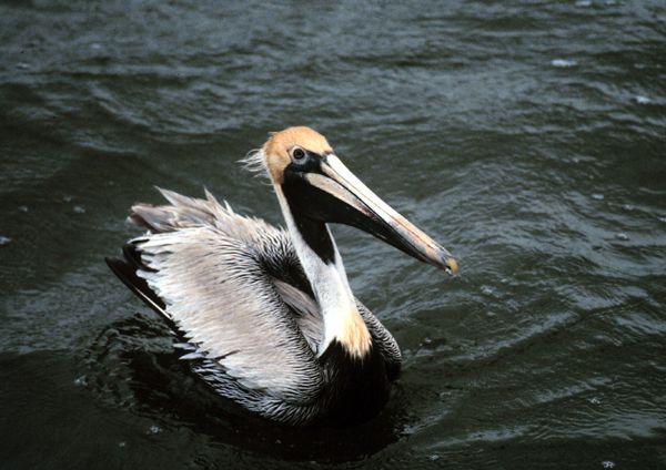 Aquarium Of The Pacific | Online Learning Center | California Brown Pelican