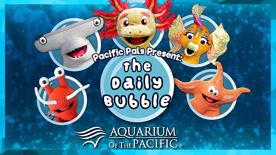 Aquarium Of The Pacific | Aquarium Academy | Aquarium Online Academy