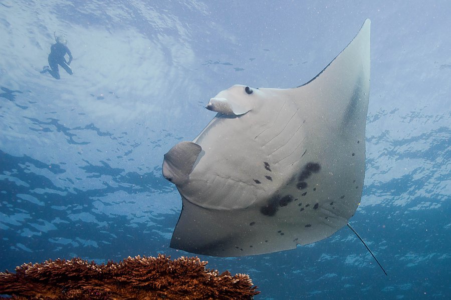 Manta ray underside