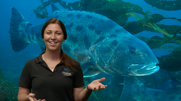 woman talks in front of giant sea bass on screen