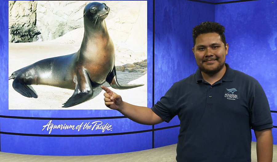 educator points to a picture of a sea lion on the screen