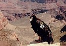 California Condor Online Learning Center Aquarium Of The Pacific