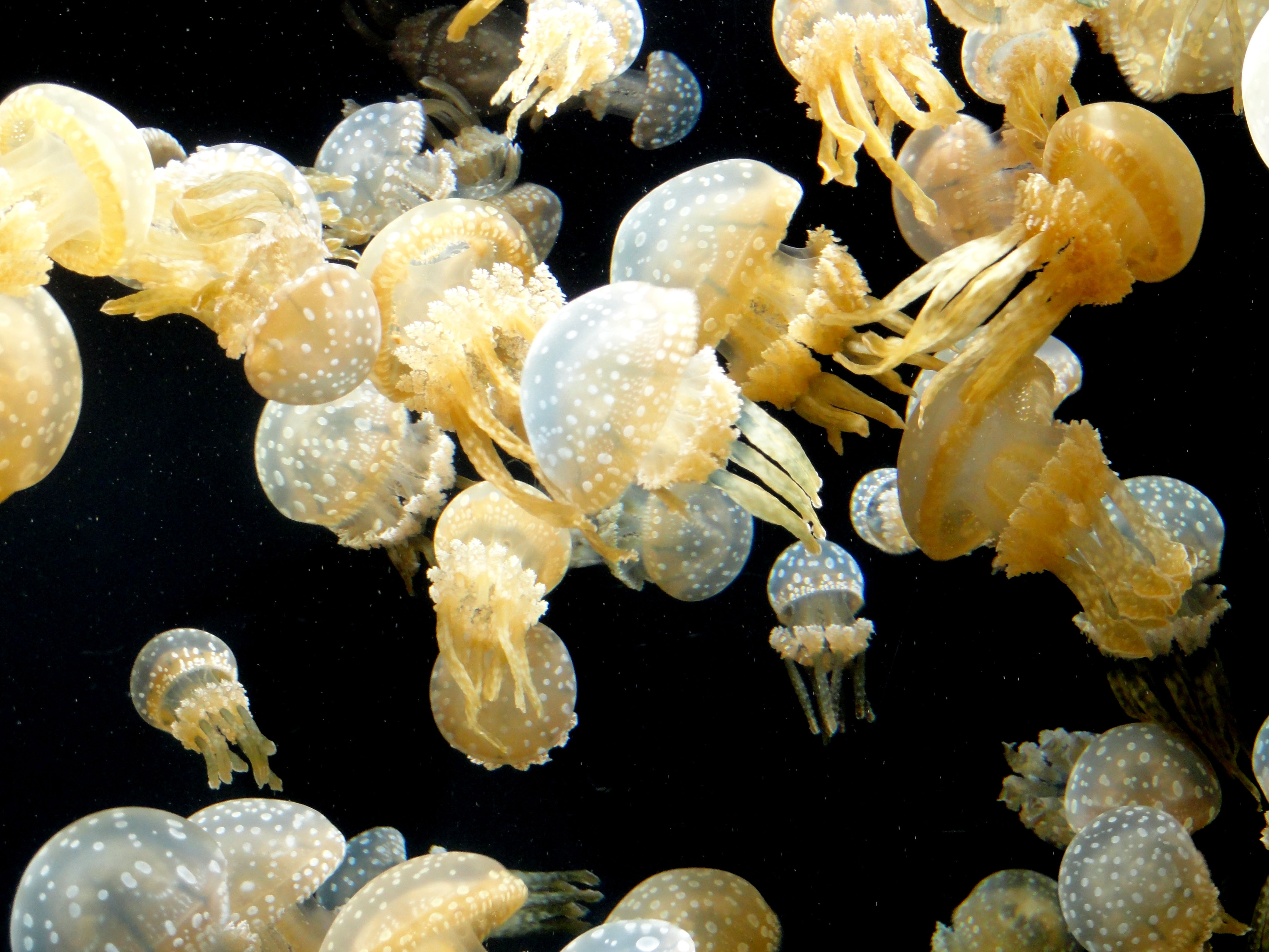 Aquarium Of The Pacific | Online Learning Center | Spotted Lagoon Jelly