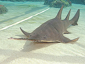 Freshwater Sawfish