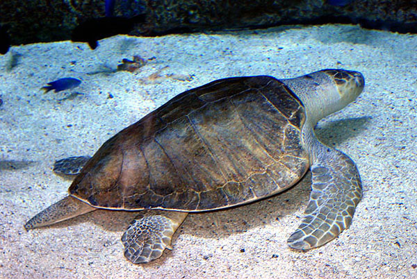 Aquarium Of The Pacific Online Learning Center Olive Ridley Sea Turtle