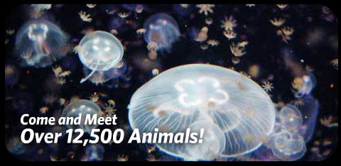 Meet over 12,500 animals! Meet over 12,500 animals!