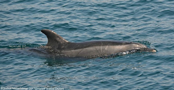 Bottlenose dolphin at the surface of the water