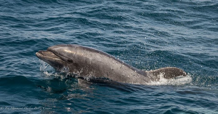 Bottlenose dolphin porpoising