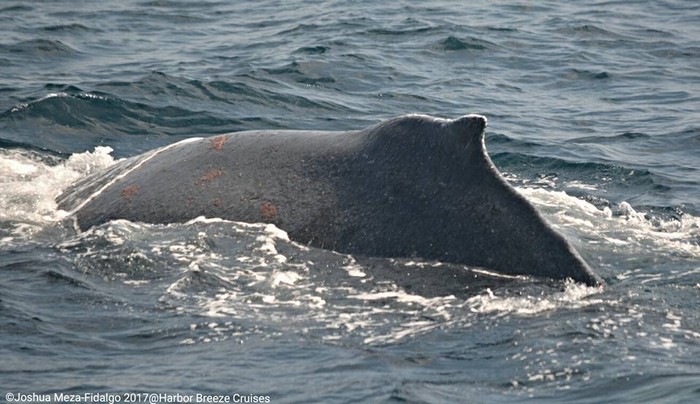 Humpback dorsal fin with visible whale lice