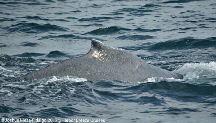 Humpback whale dorsal fin