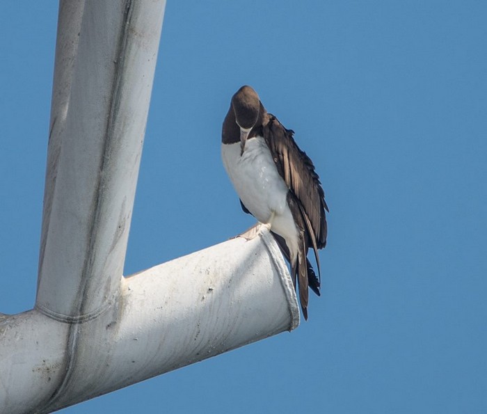 Brown booby bird on oil rig