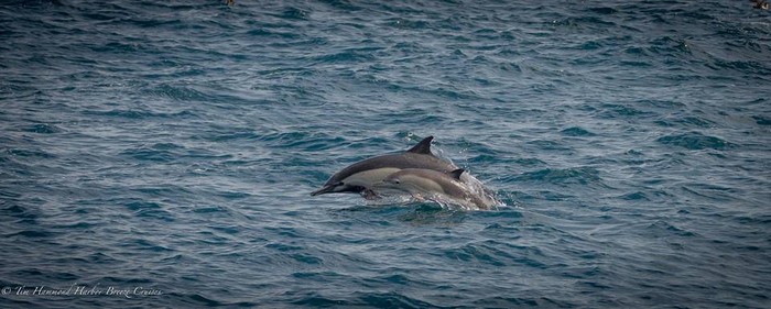 Common dolphin cow/calf pair