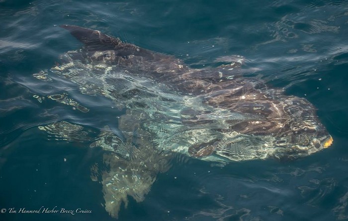 Mola mola just below the surface