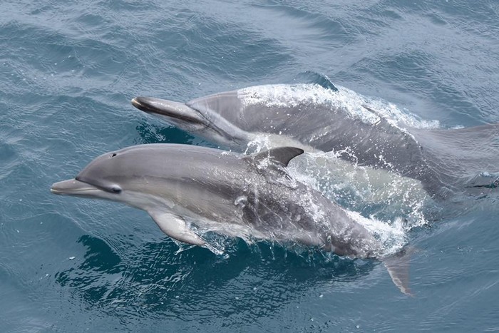 Common dolphin cow/calf pair