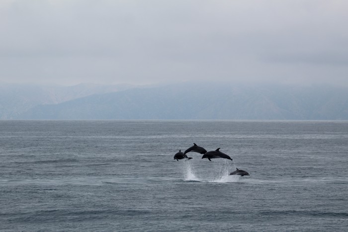 Bottlenose dolphins porpoising