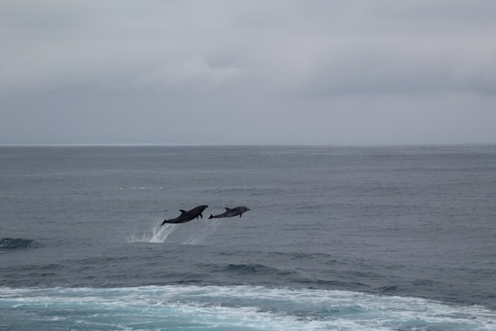 Bottlenose dolphin jumping in the air