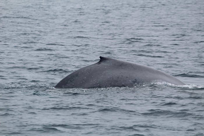 Blue whale dorsal at surface