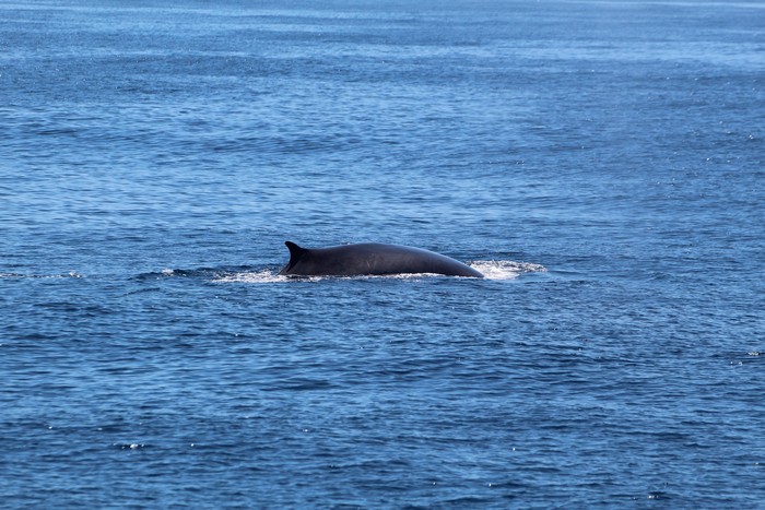 Blue Whale Season Is Almost Upon Us! | Aquarium Blog | Aquarium of the ...