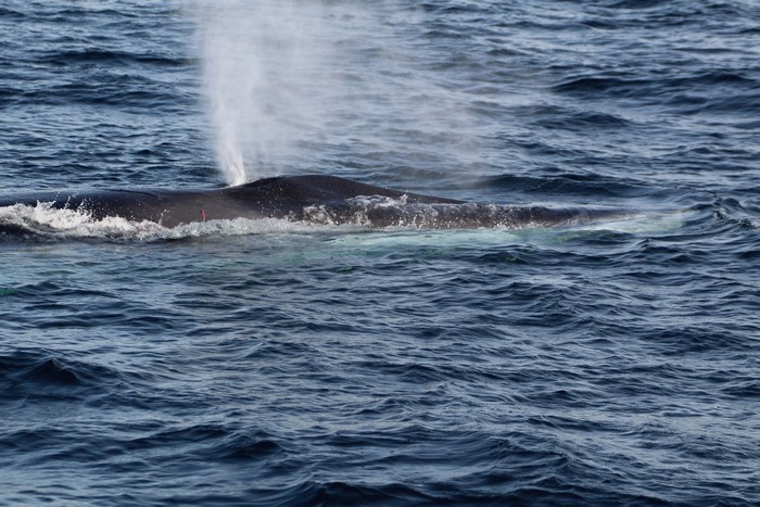 Beautiful Humpback Whales In The Area | Aquarium Blog | Aquarium of the ...