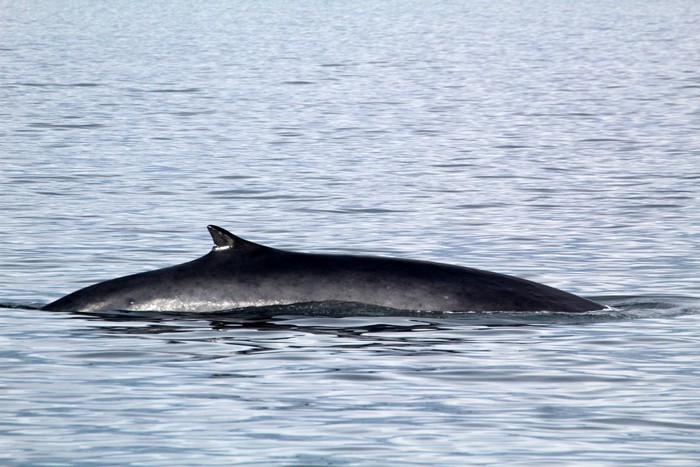 Fin whale dorsal fin, right side