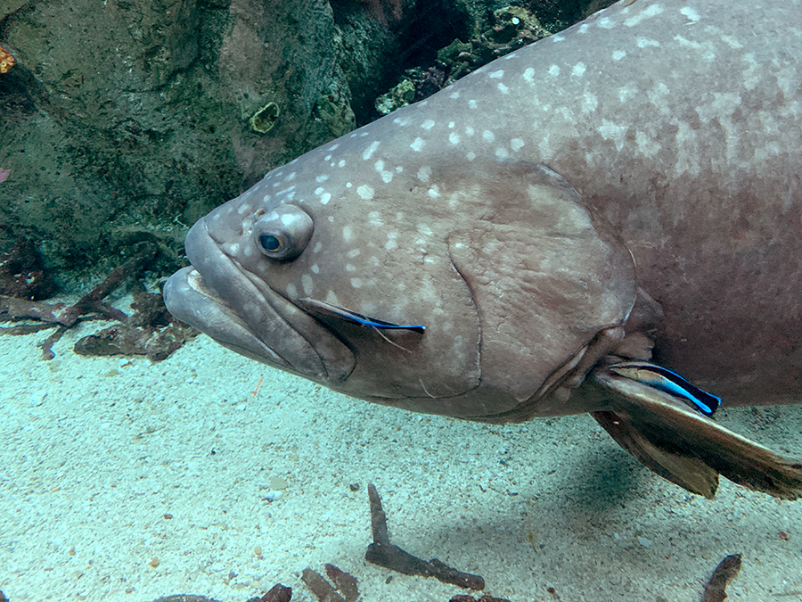 Cleaner Wrasse “Clean” a Grouper, Aquarium Blog