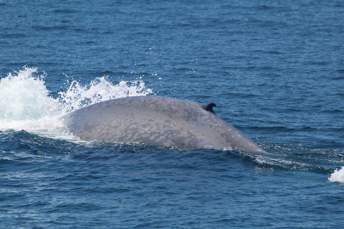 Blue whale dorsal at surface