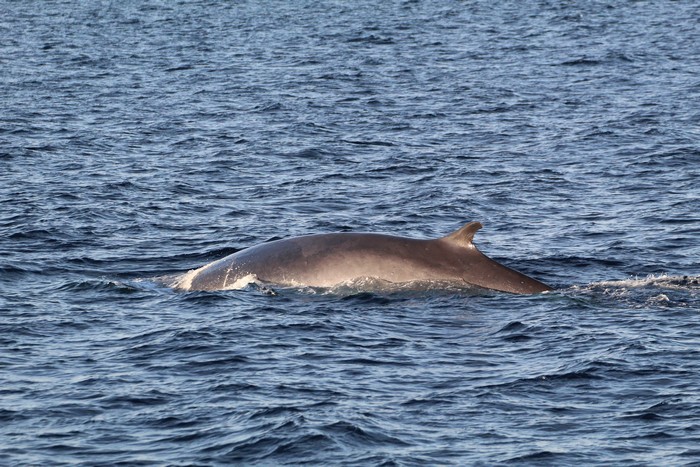 Fin whale dorsal fin, left side