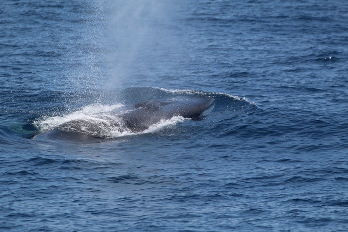 Fin whale with visible white lower jaw