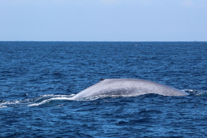 Blue whale right side and dorsal fin