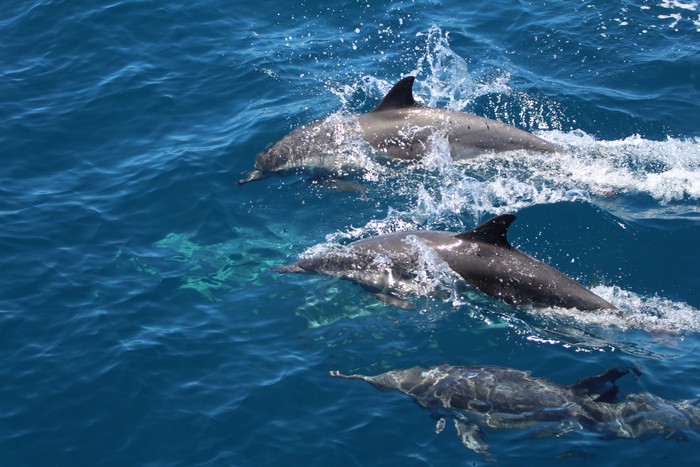 Common dolphin pod