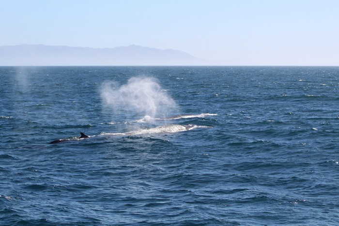 Two fin whales