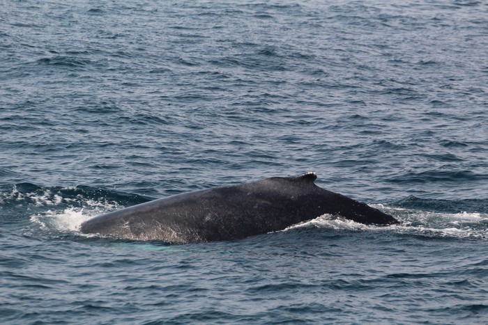 Humpback Whale Fun In The Sun | Aquarium Blog | Aquarium of the Pacific