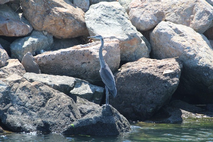 Blue heron on the breakwall