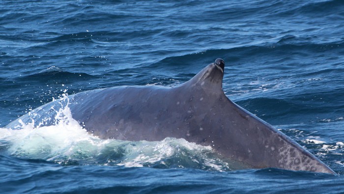 Fin whale dorsal fin with old injury