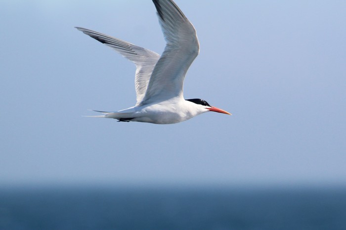 Tern in flight