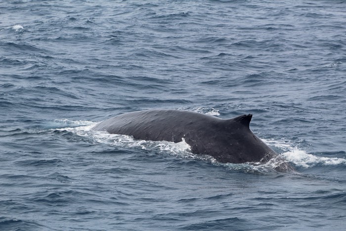 Blue Whale Season Is Upon Us! | Aquarium Blog | Aquarium of the Pacific