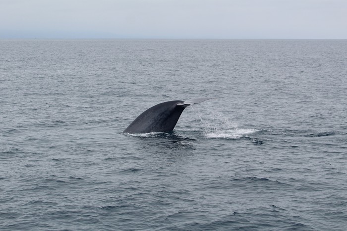 Blue whale fluke and tail stock from the side