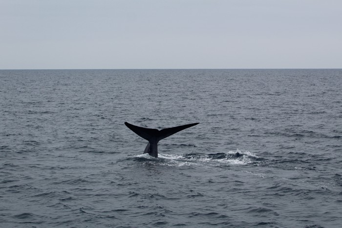 Blue whale fluke