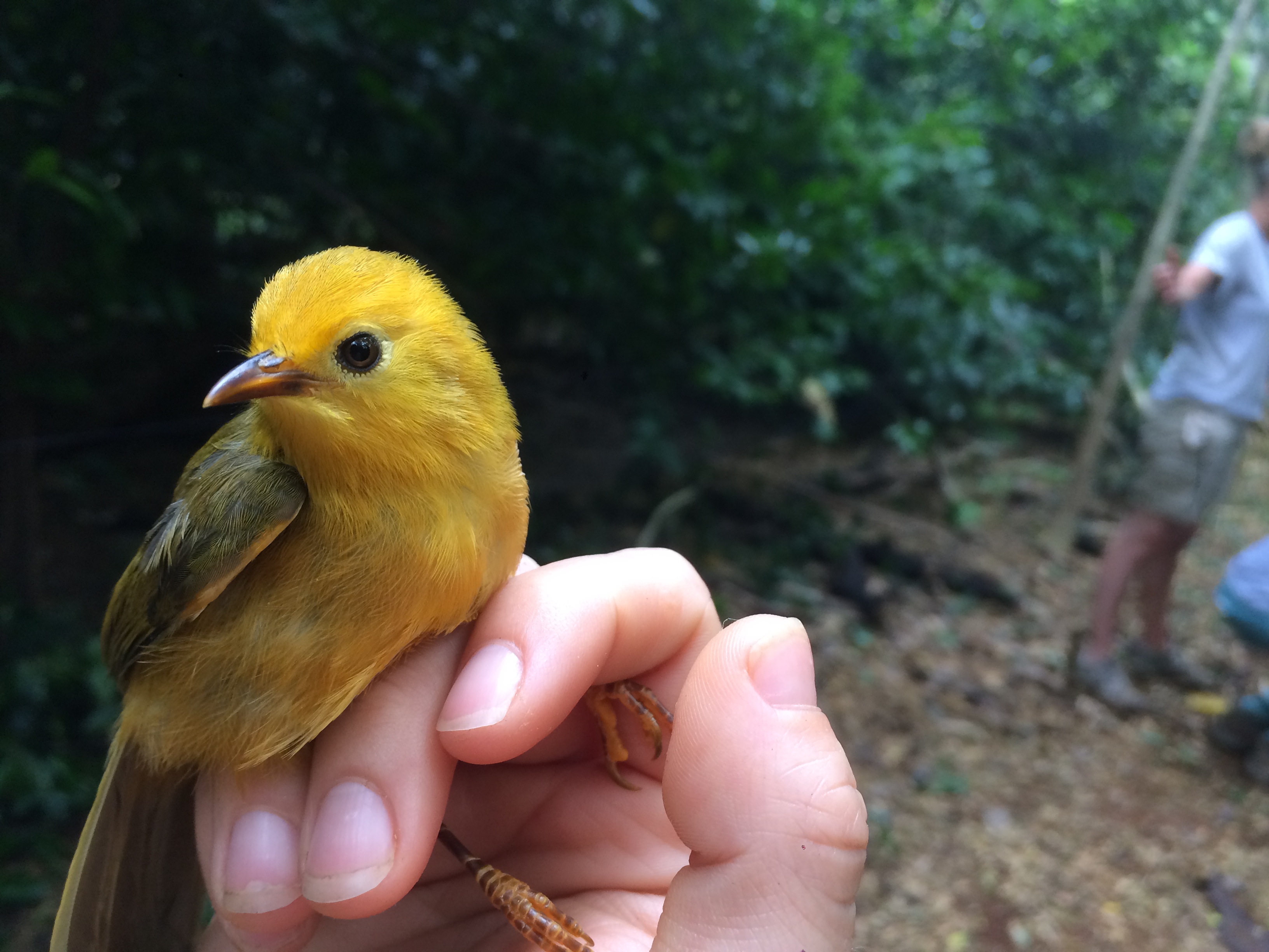 Native bird to the Islands