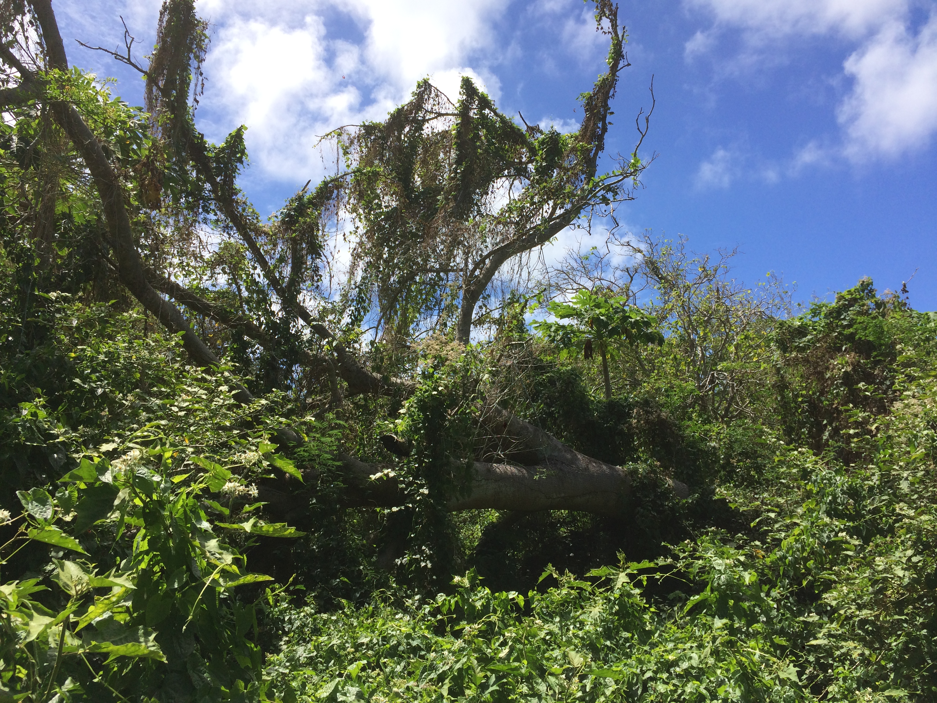 Dense forests at the field sites