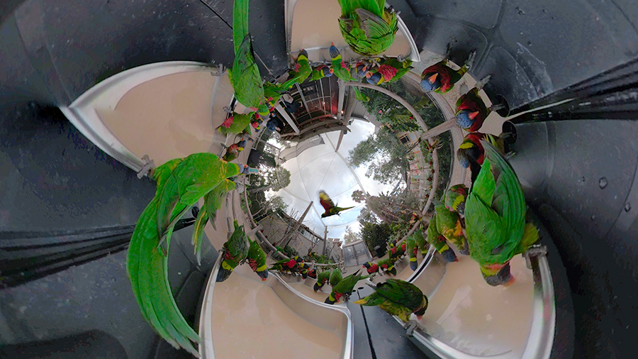 Breakfast Lorikeet Forest-Tiny Planet