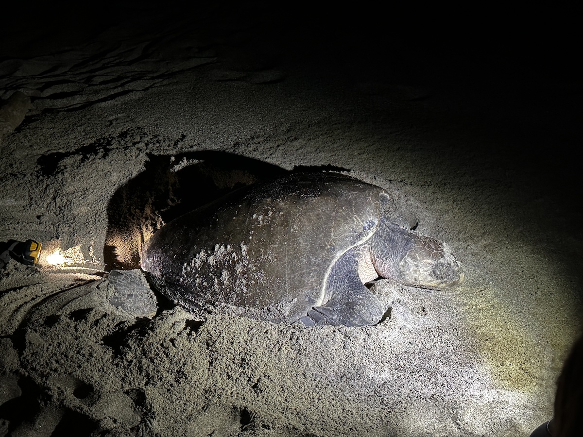Olive Ridley female turtle laying eggs on a beach at night