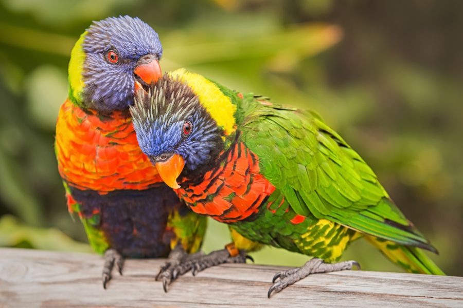 Forest | Lorikeet Forest | Aquarium of the Pacific