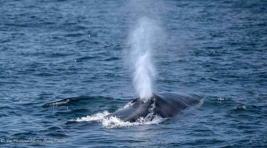Aquarium of the Pacific | Aquarium Blog | Bounty of Blue Whales